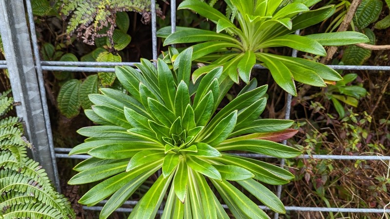 Koolau Range Lobelia photo 8
