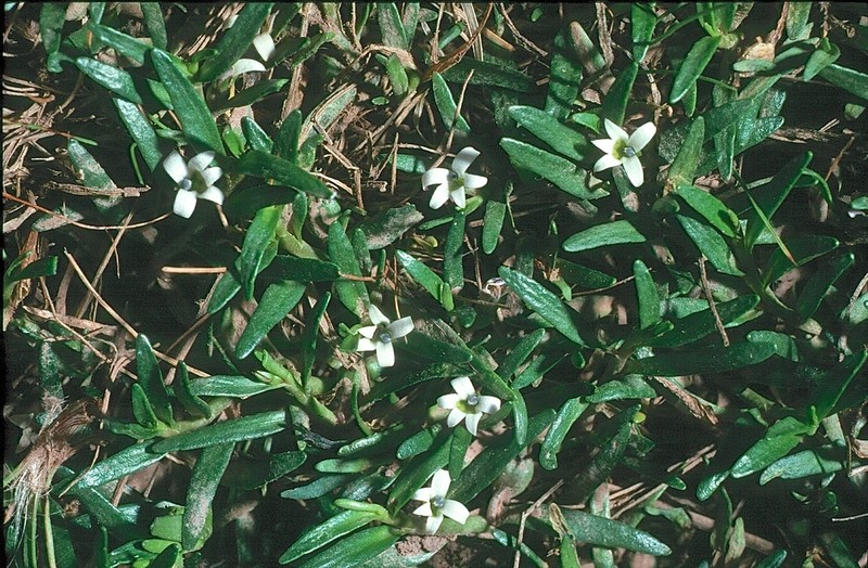 Lobelia gelida