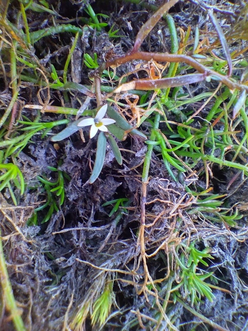 Lobelia gelida photo 2