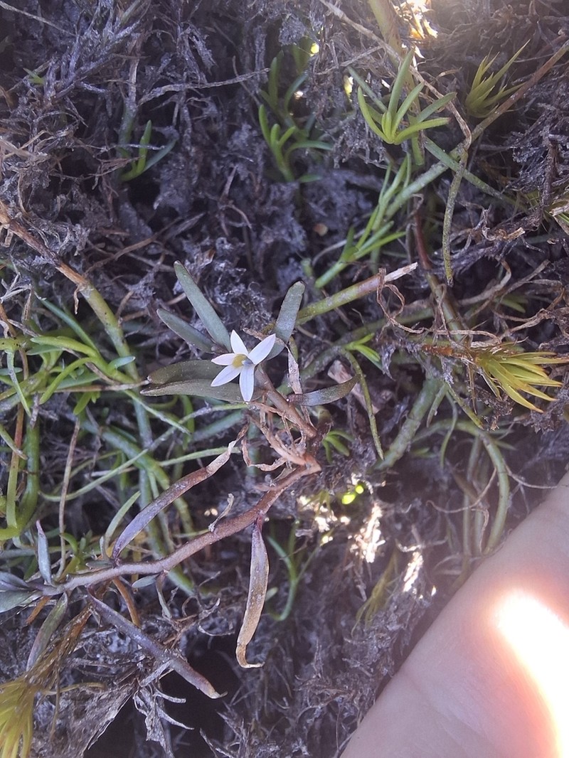 Lobelia gelida photo 3