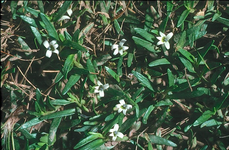 Lobelia gelida photo 5