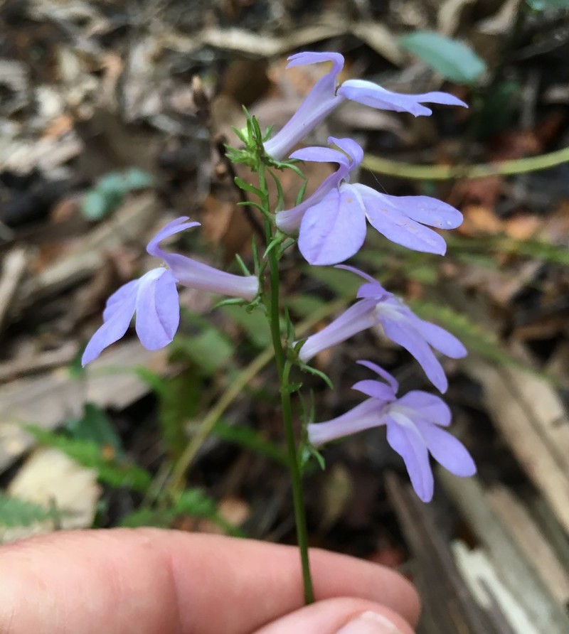 Lobelia georgiana