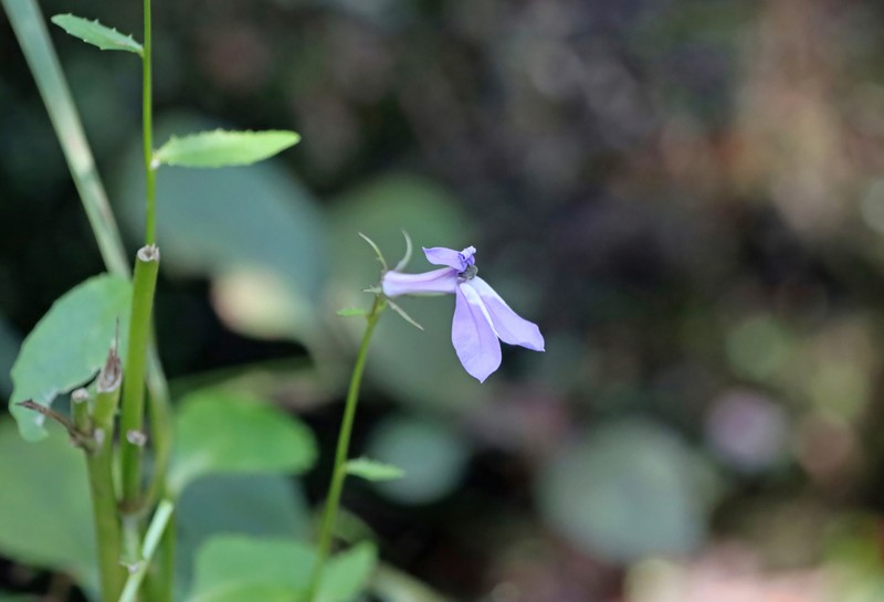 Lobelia georgiana photo 2