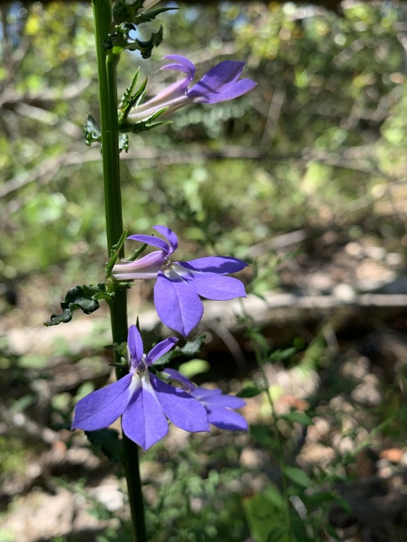 Lobelia georgiana photo 3