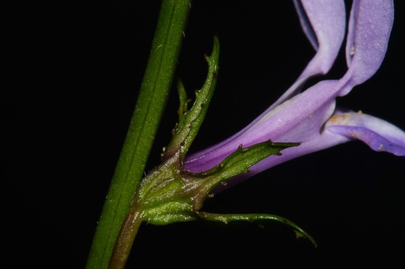 Lobelia georgiana photo 4
