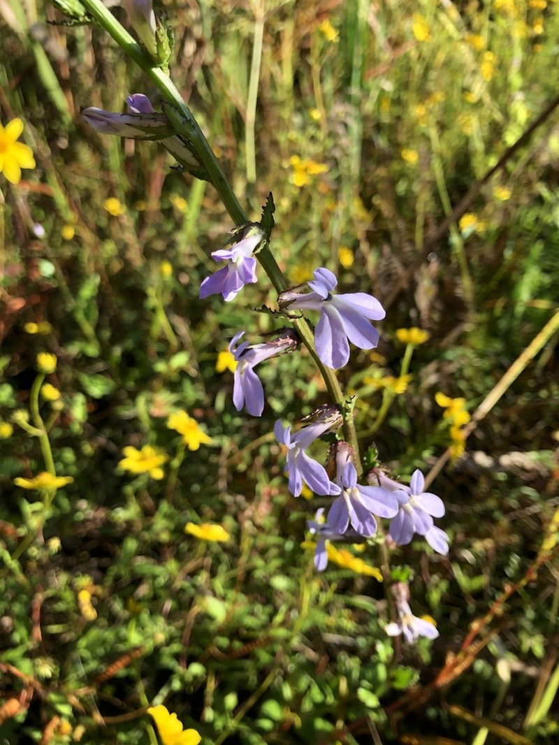 Lobelia georgiana photo 5