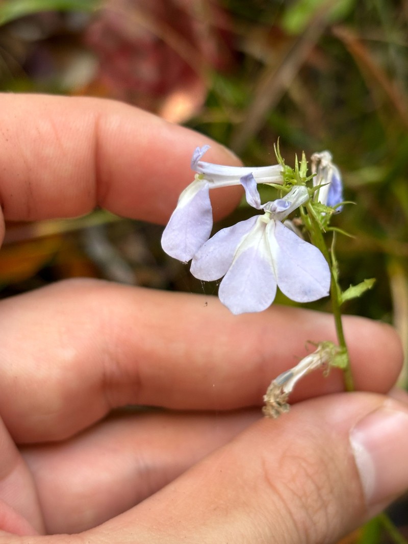 Lobelia georgiana photo 6