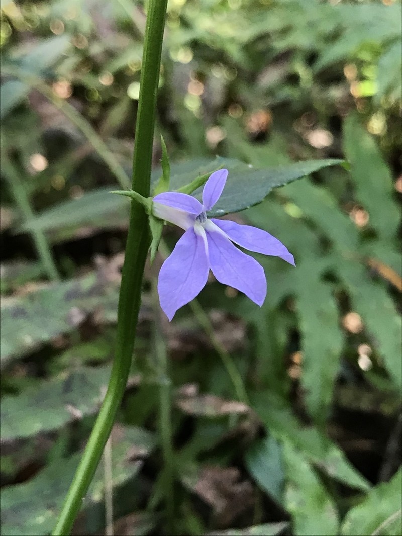Lobelia georgiana photo 7