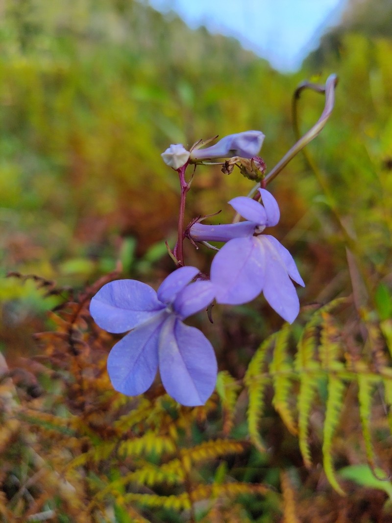 Lobelia georgiana photo 8