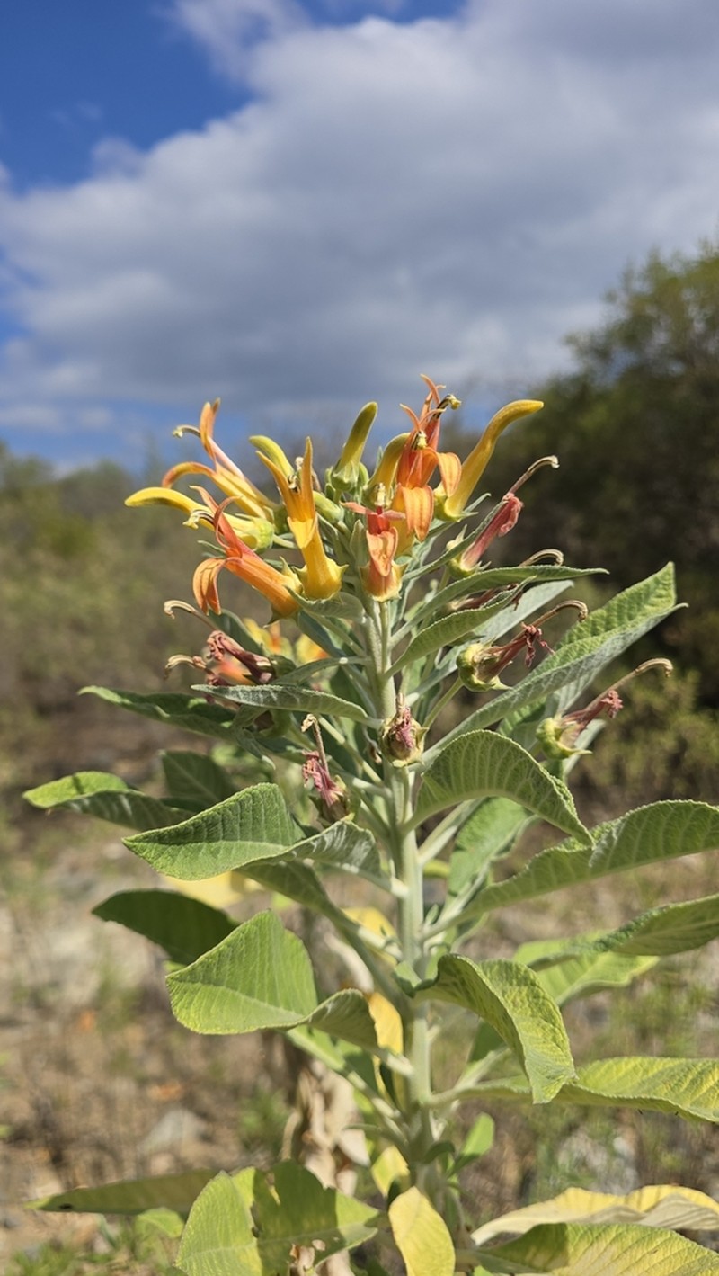 Lobelia ghiesbreghtii
