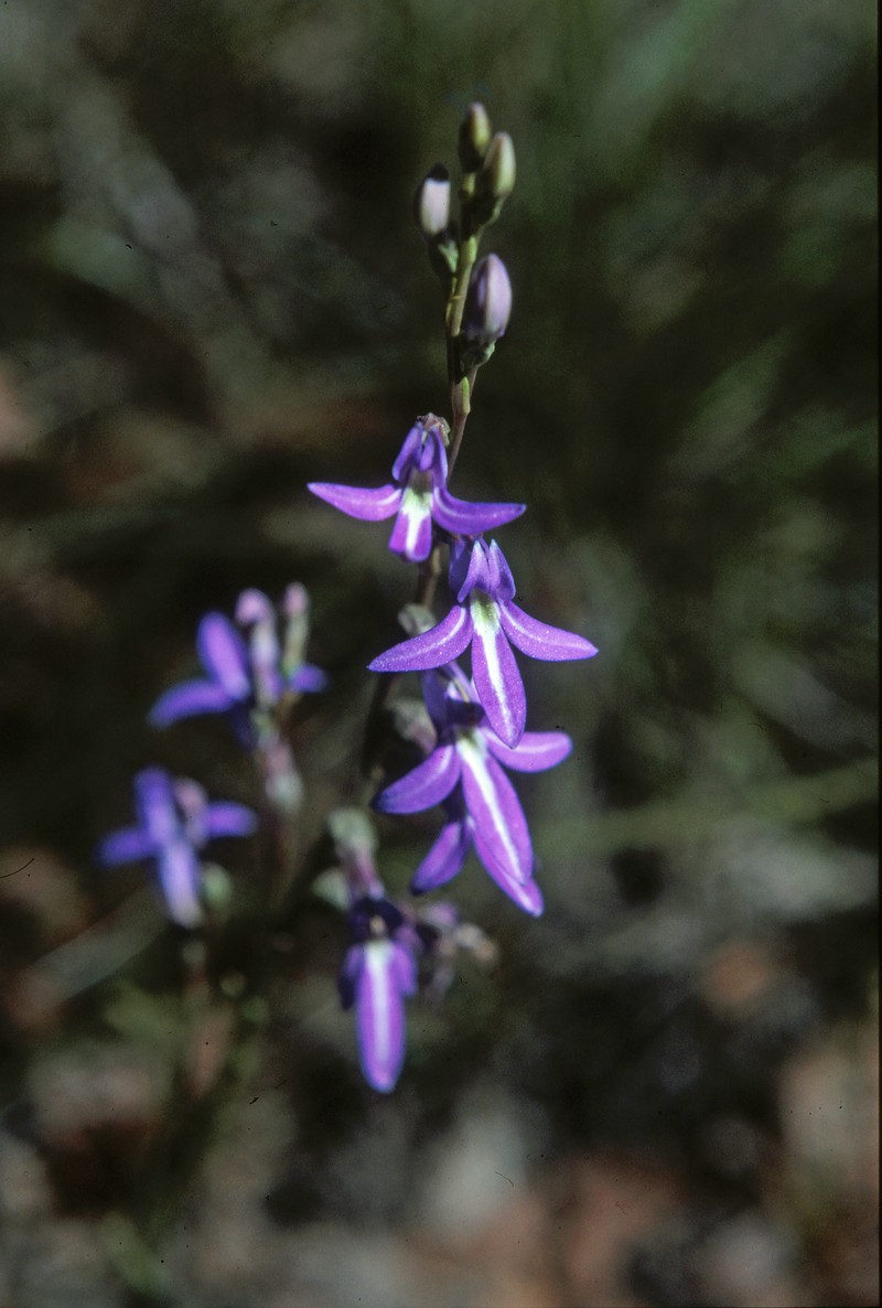 Lobelia gibbosa