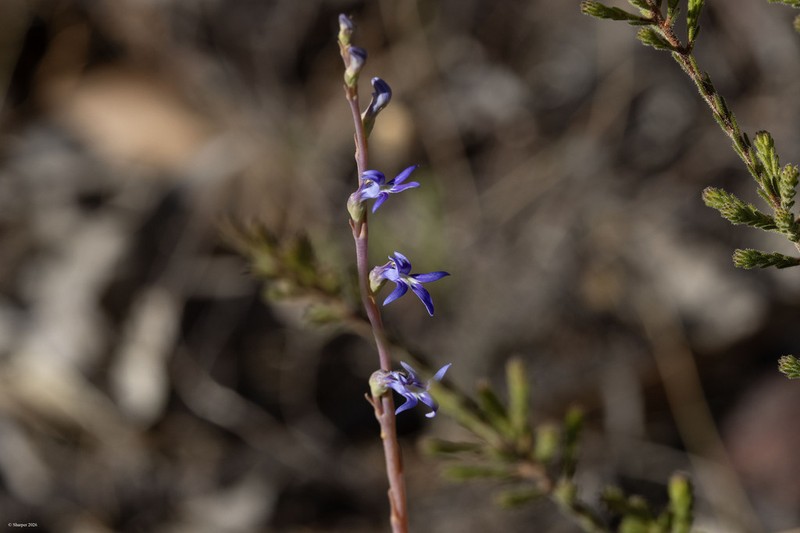Lobelia gibbosa photo 2