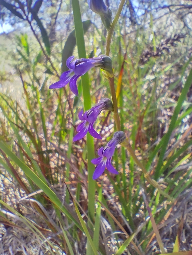 Lobelia gibbosa photo 3