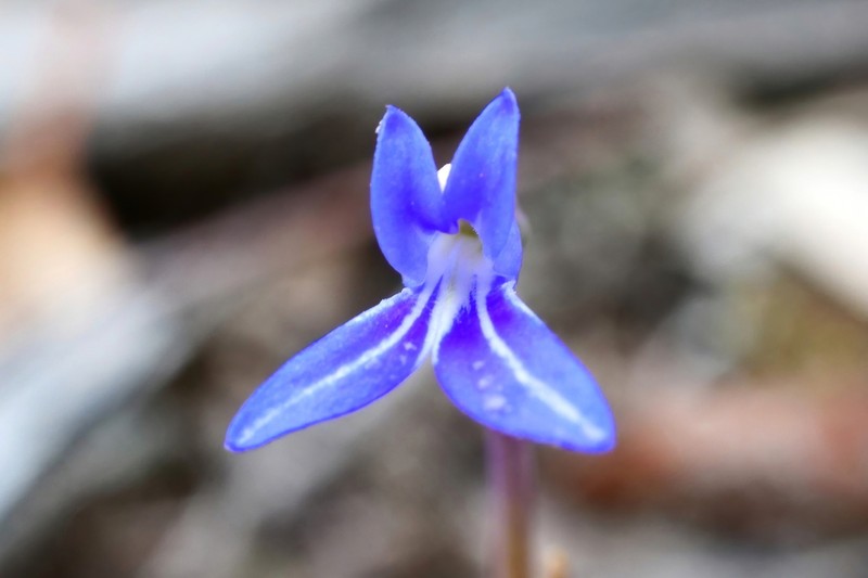 Lobelia gibbosa photo 4