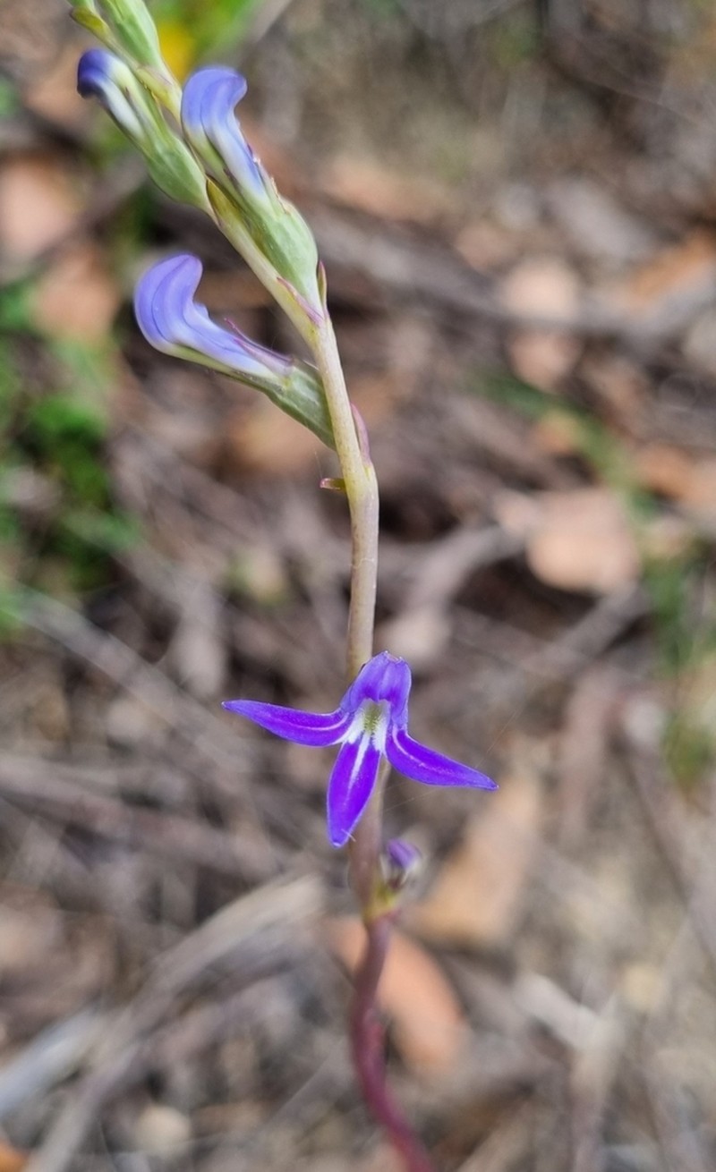 Lobelia gibbosa photo 5