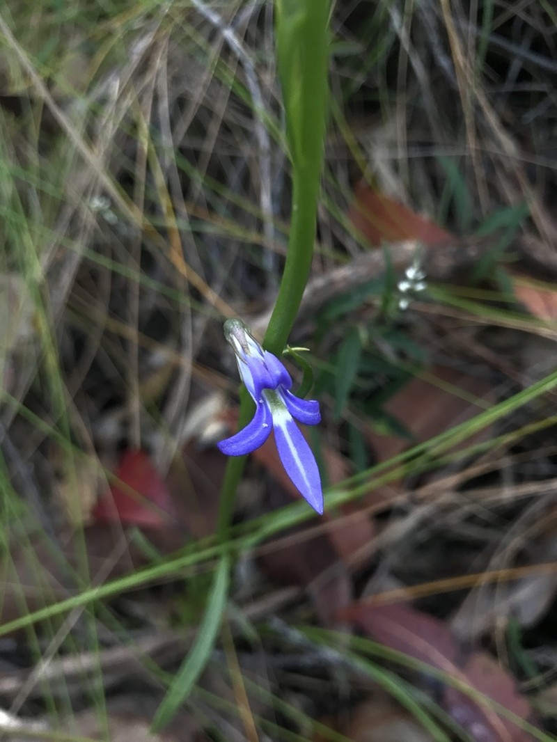 Lobelia gibbosa photo 6