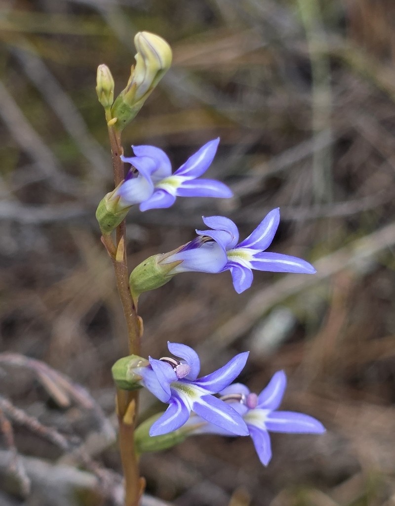 Lobelia gibbosa photo 7