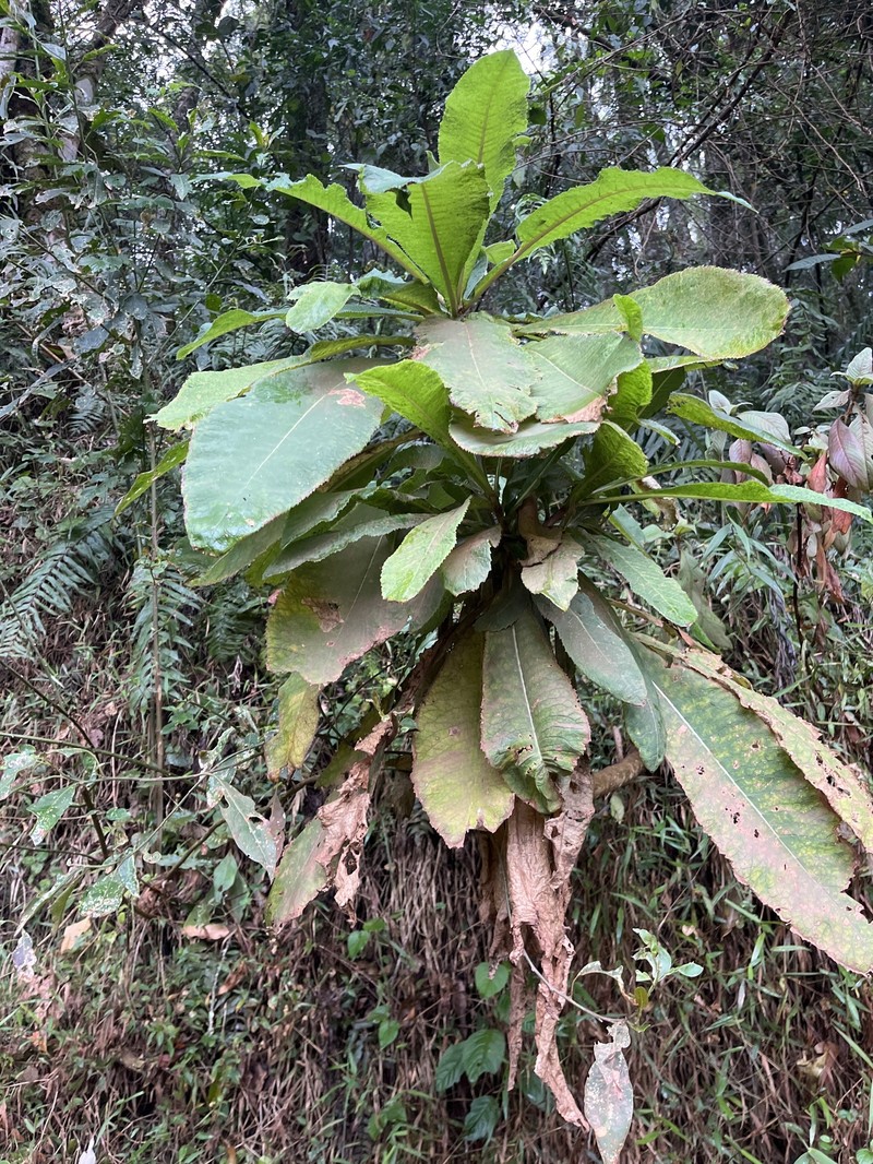 Lobelia giberroa