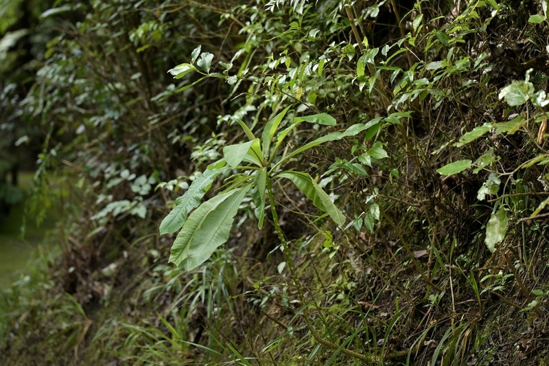 Lobelia giberroa photo 3