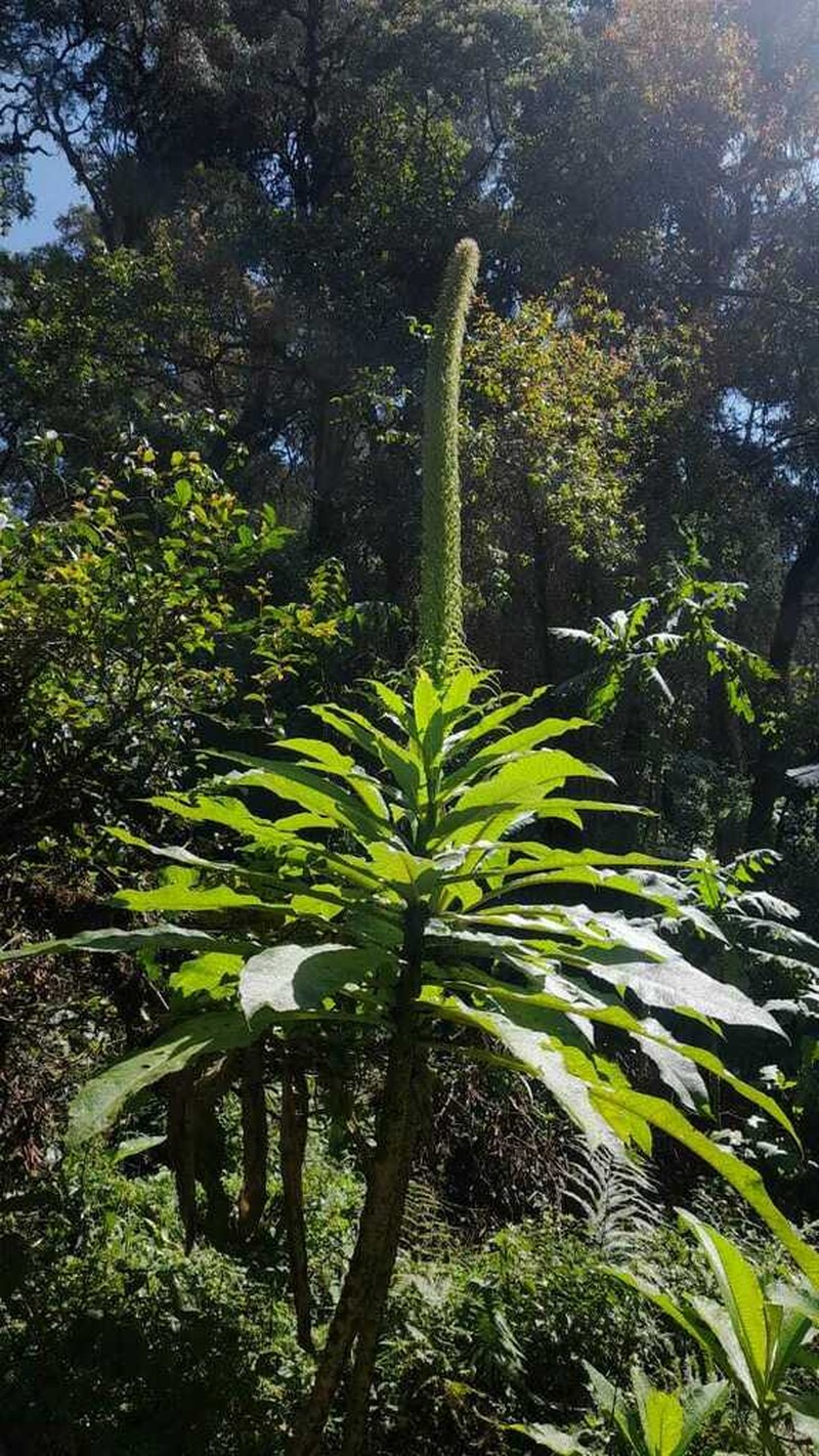 Lobelia giberroa photo 6