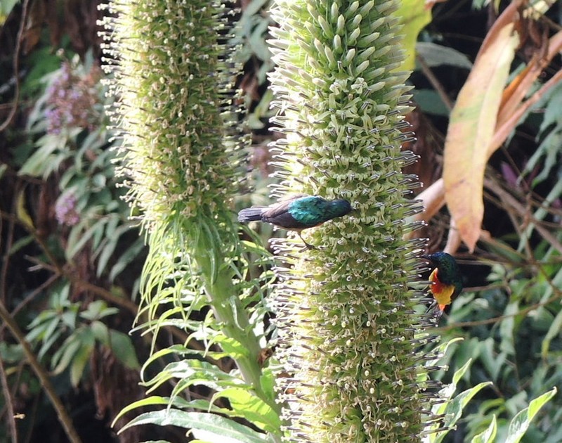 Lobelia giberroa photo 7