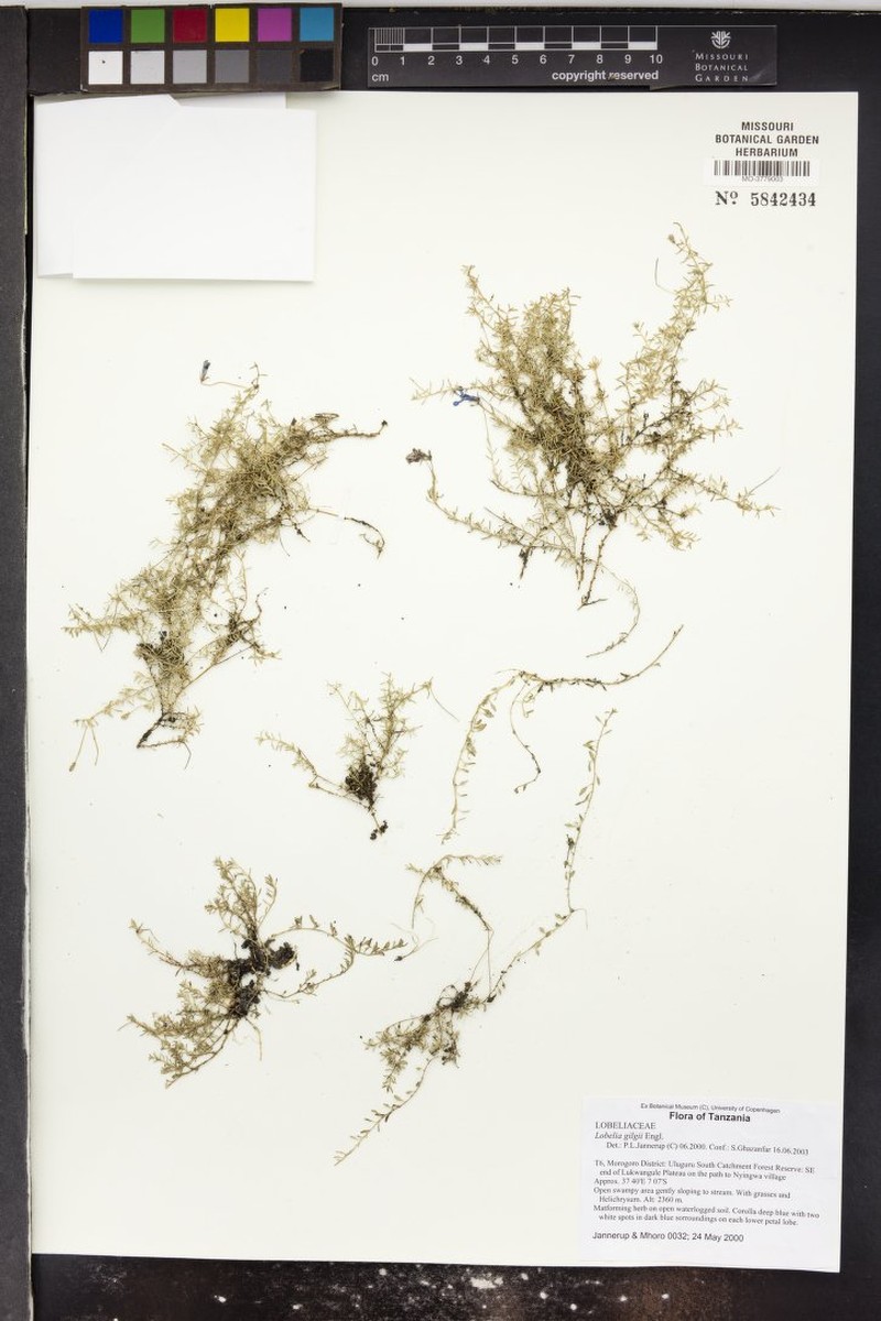 Lobelia gilgii