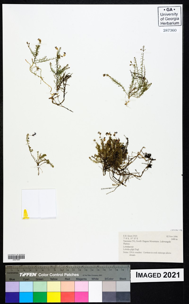 Lobelia gilgii photo 2