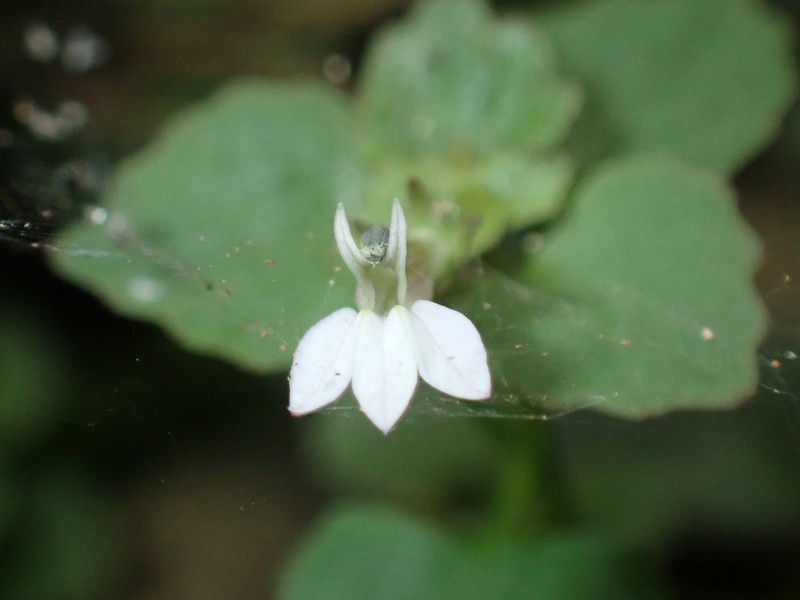 Lobelia gilletii