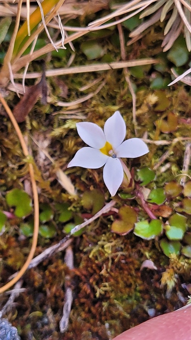 Lobelia glaberrima