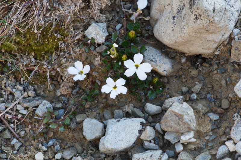Lobelia glaberrima photo 2