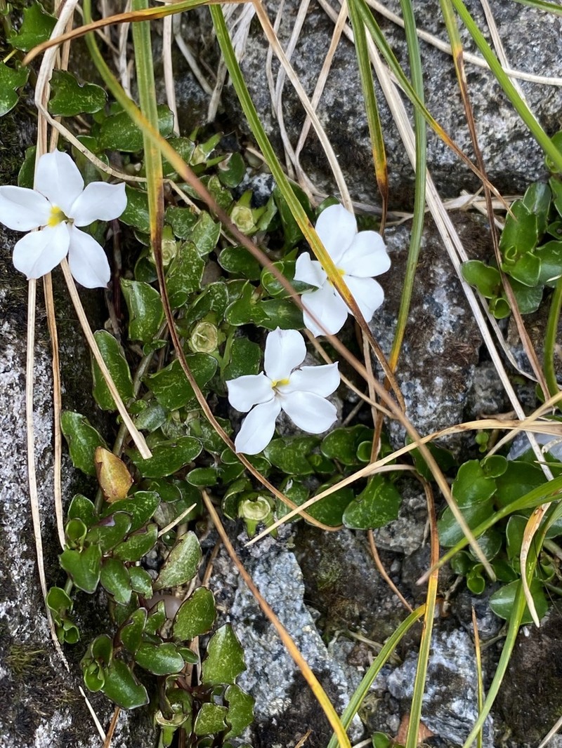 Lobelia glaberrima photo 3