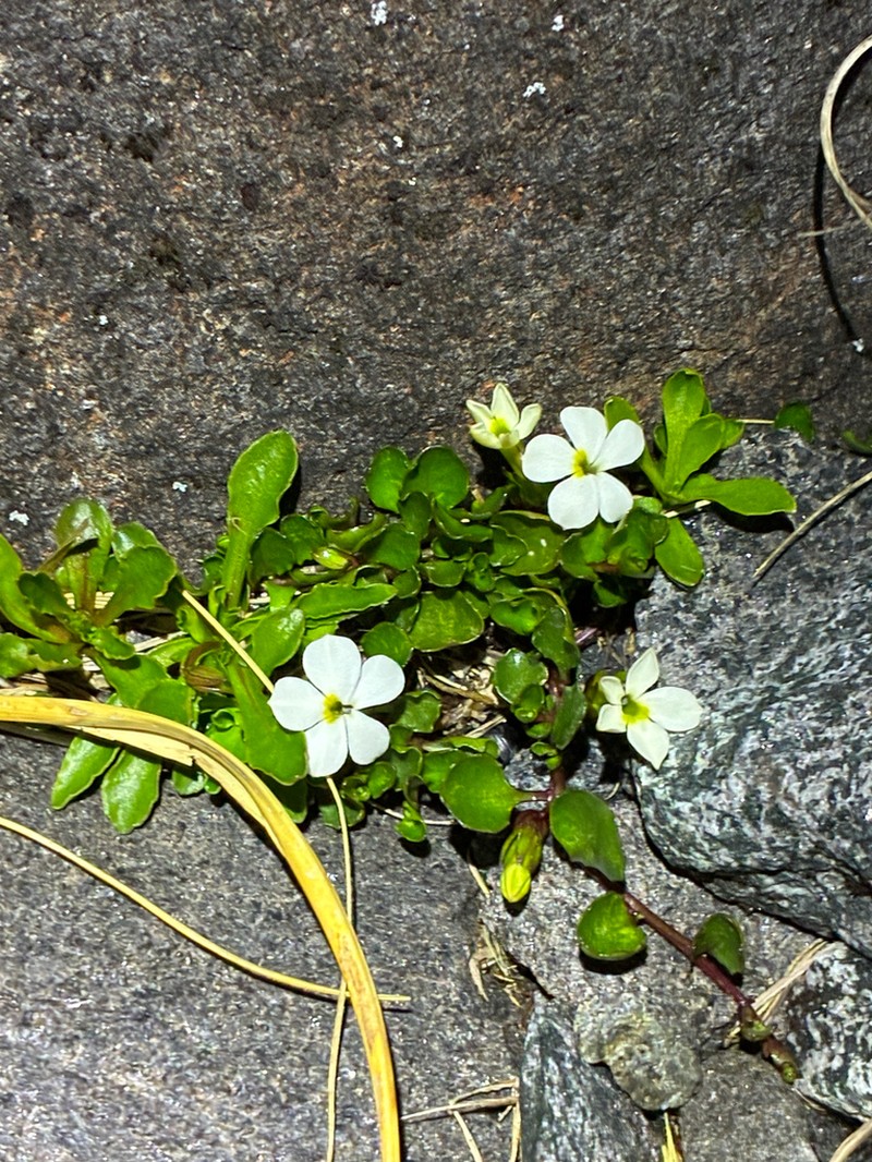 Lobelia glaberrima photo 4