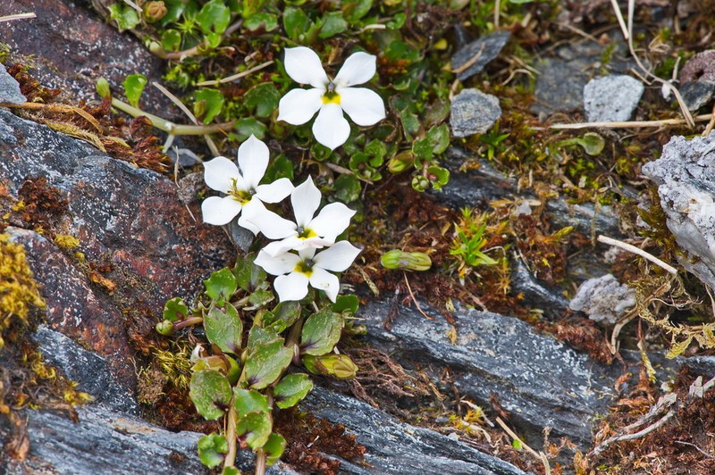 Lobelia glaberrima photo 5