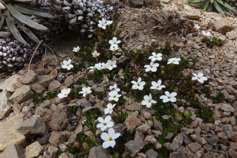 Lobelia glaberrima photo 6