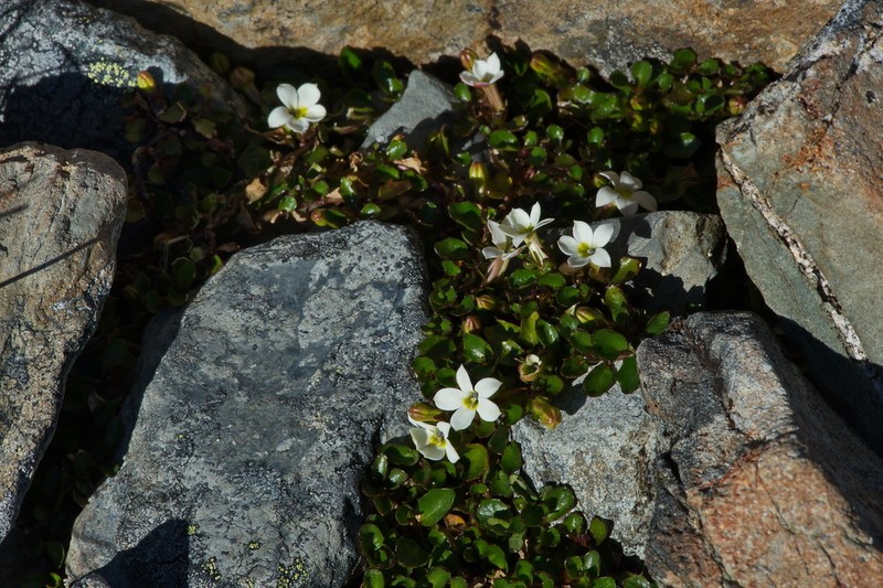 Lobelia glaberrima photo 8