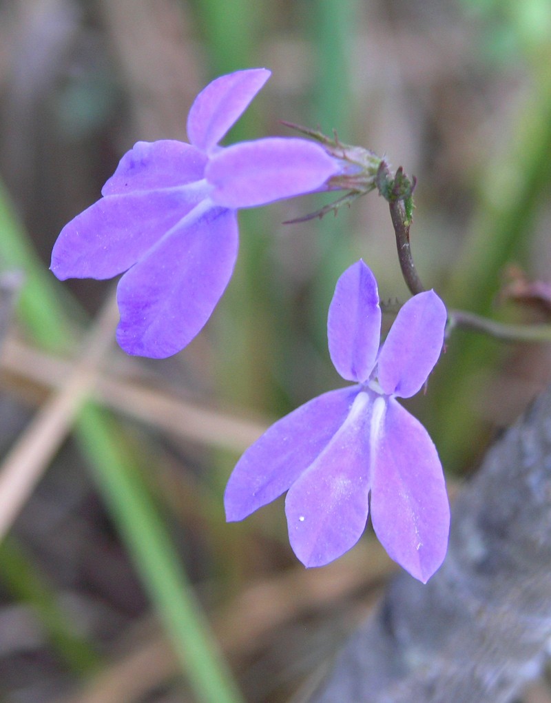 Glade Lobelia