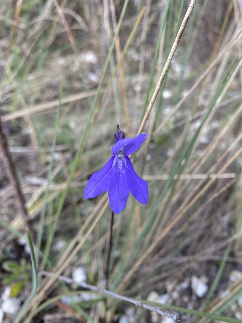 Glade Lobelia photo 2