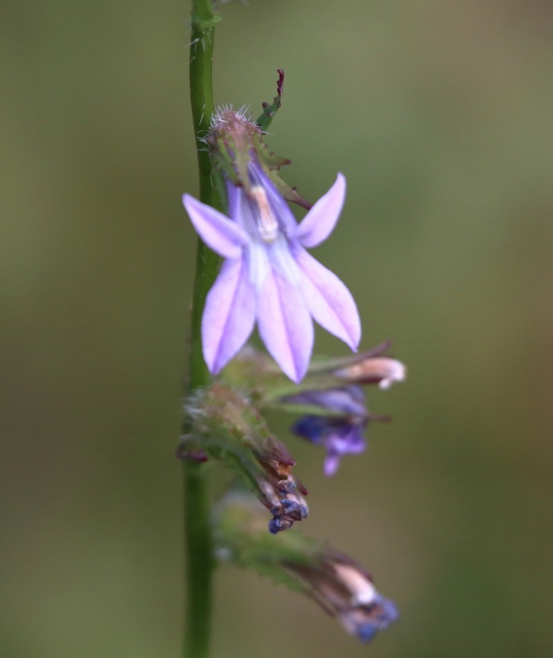 Glade Lobelia photo 3