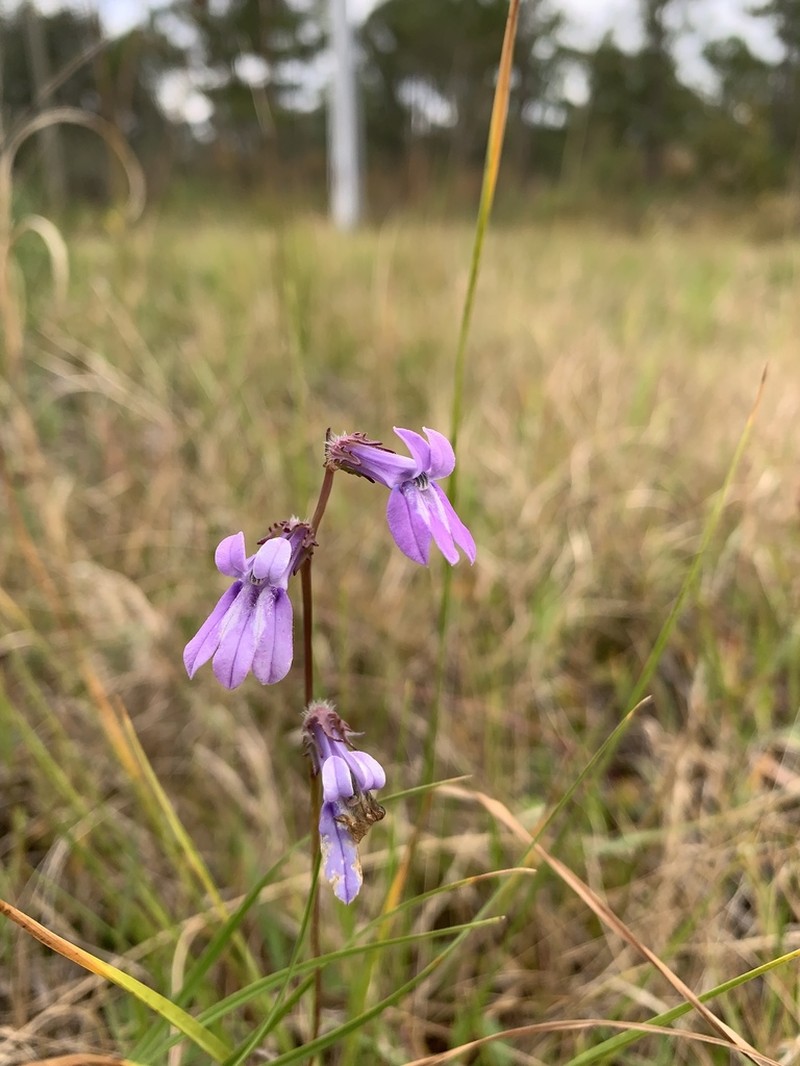 Glade Lobelia photo 4