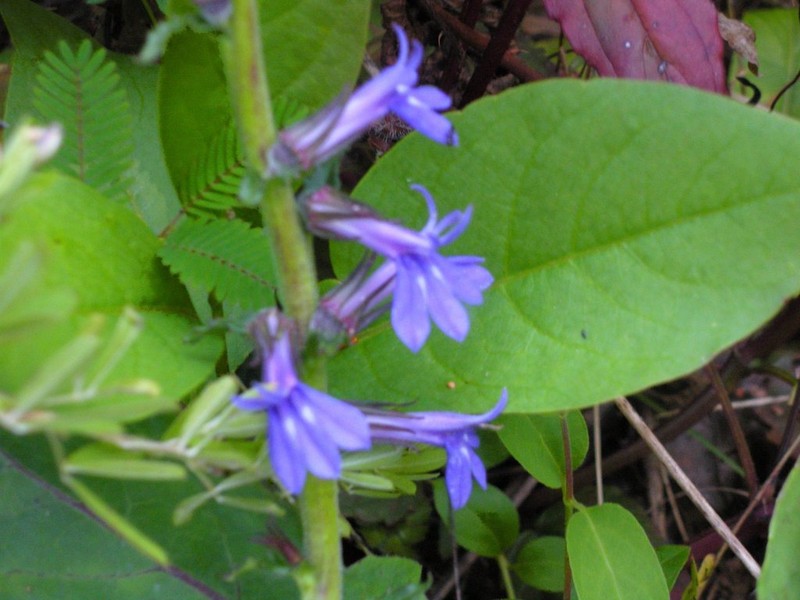 Glade Lobelia photo 5