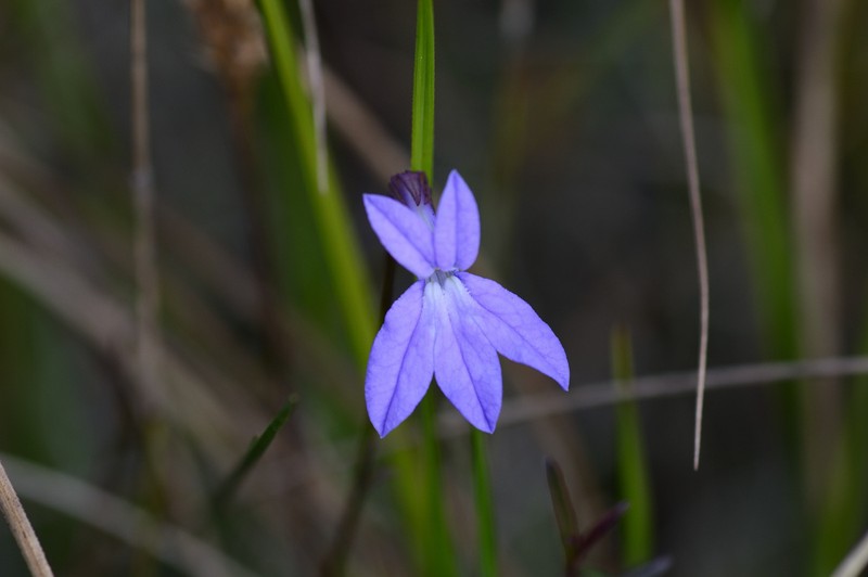 Glade Lobelia photo 6
