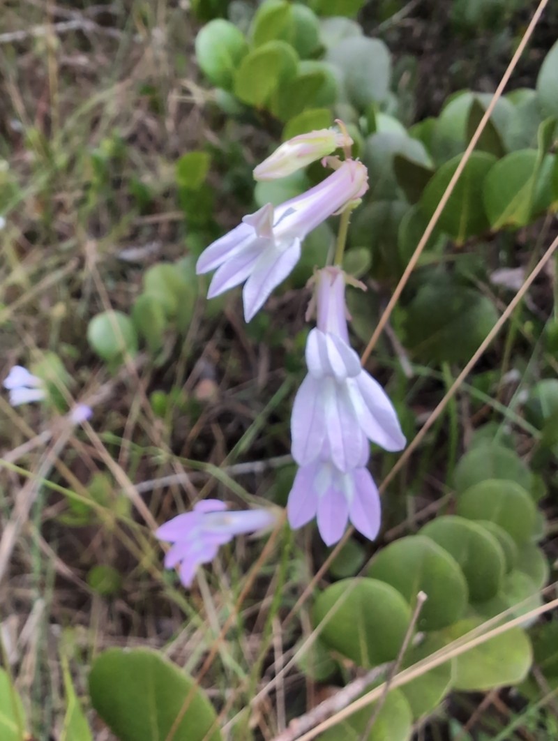 Glade Lobelia photo 7