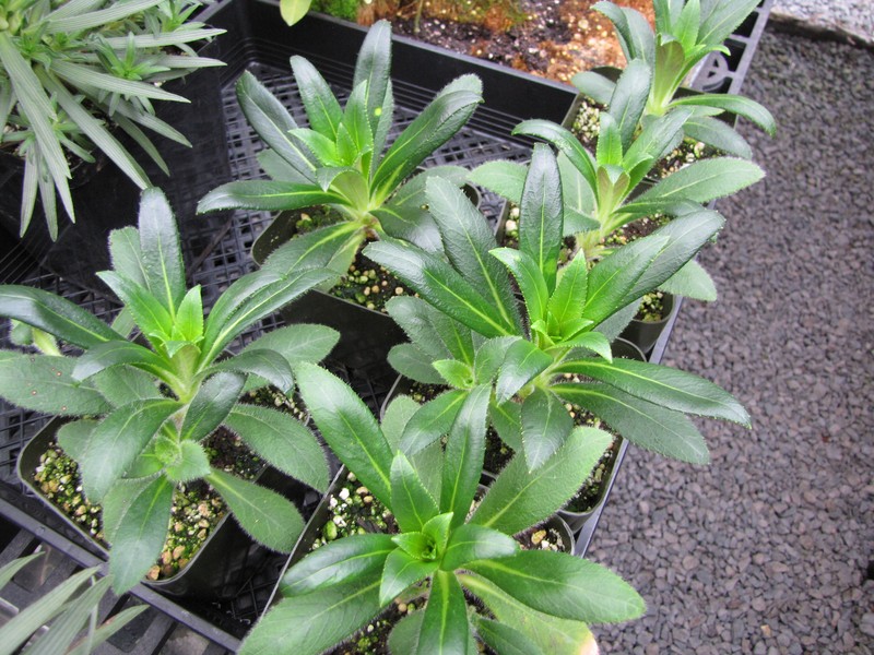 Bog Lobelia photo 3
