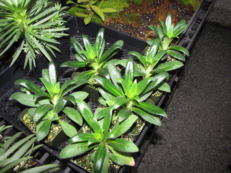 Bog Lobelia photo 4