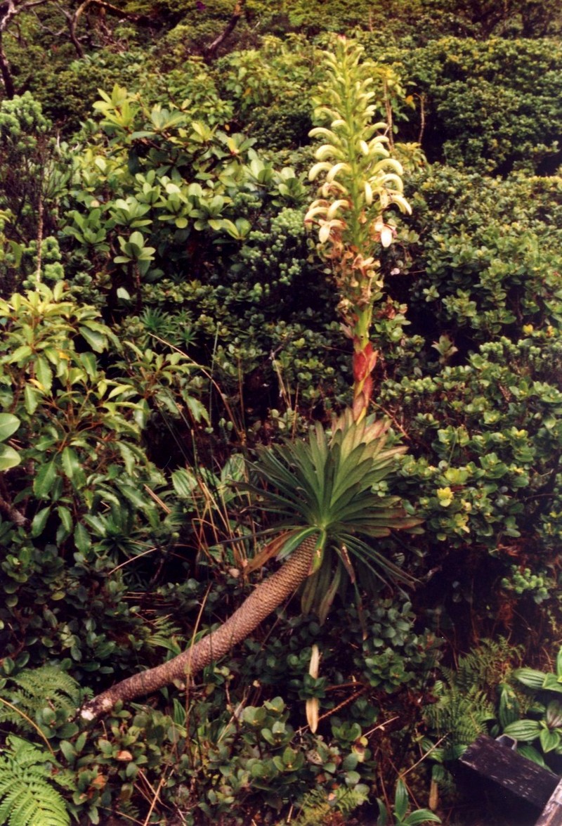 Bog Lobelia