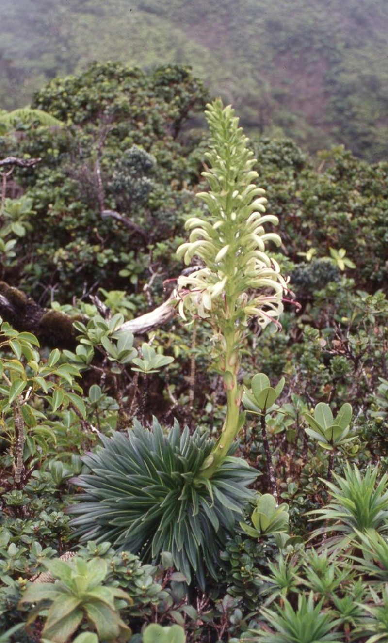 Bog Lobelia photo 2