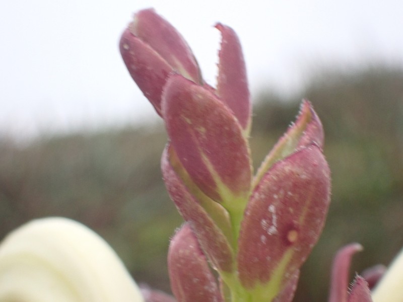 Bog Lobelia photo 3