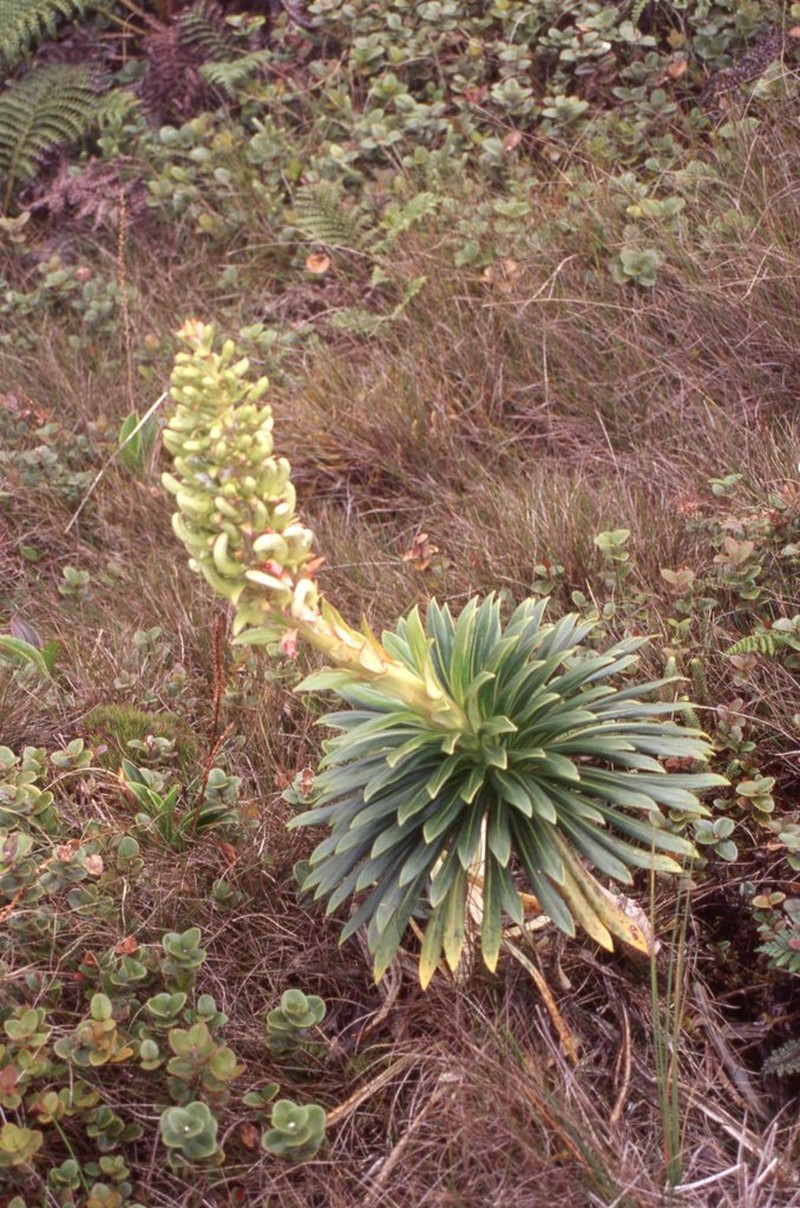 Bog Lobelia photo 4