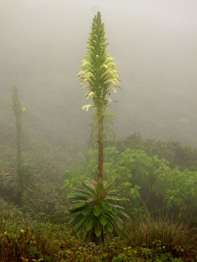Bog Lobelia photo 5