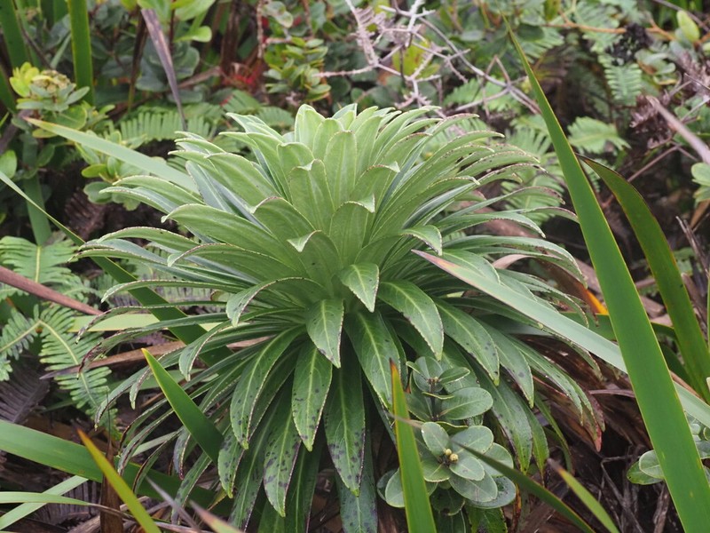 Bog Lobelia photo 7